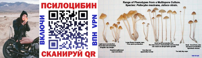 KRAKEN ссылка  наркота  Торопец  Псилоцибиновые грибы Psilocybe 